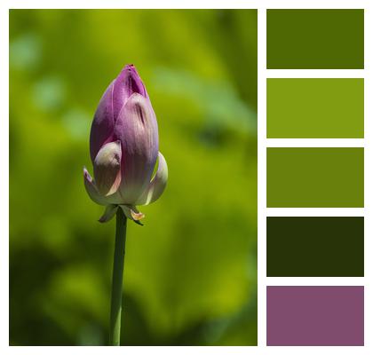 Lotus Water Lily Flower Bud Image